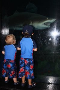 Checking out the sharks!